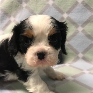 Meet your Posher, Lindsey